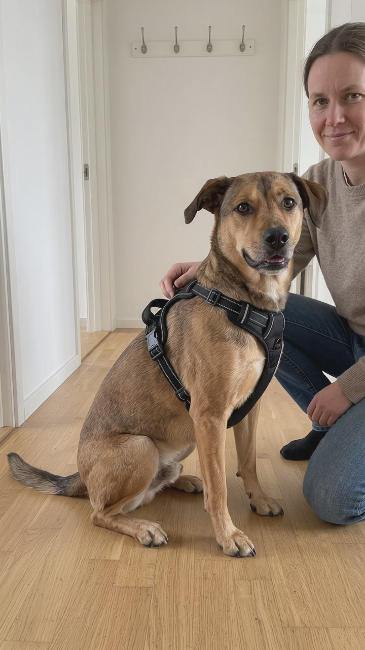 AI-genererad film: hund i den svarta reflexselen sitter lugnt i hallen och blir klappad inför promenaden