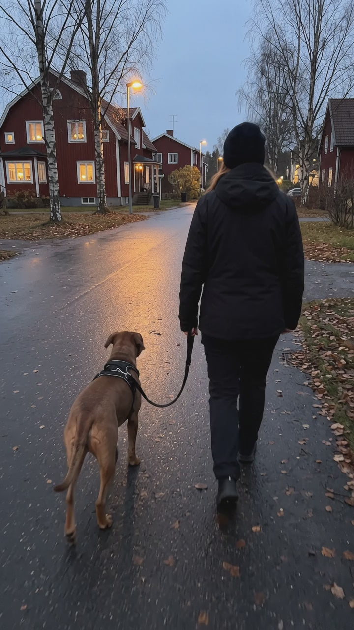 AI-genererad film: kvällspromenad i reflexselen sedd bakifrån