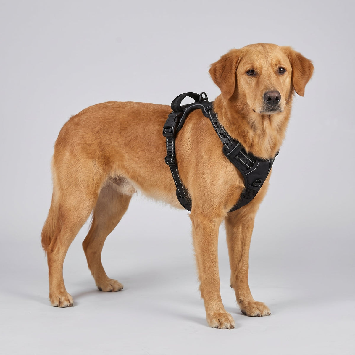 Hund i reflekterande hundsele i svart, reflexband syns i ljuset